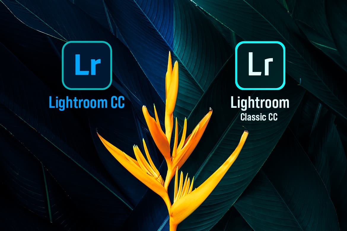Những điểm khác biệt giữa Lightroom CC và Lightroom Classic | Thùy Uyên  Training